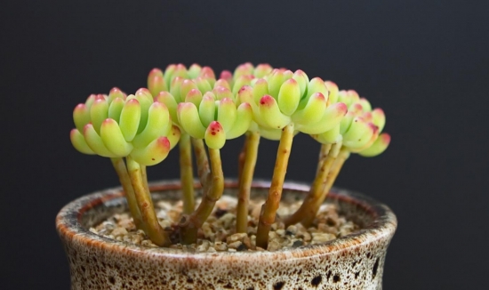 多肉冬季如何养护：根据习性，安排适宜的养护方式