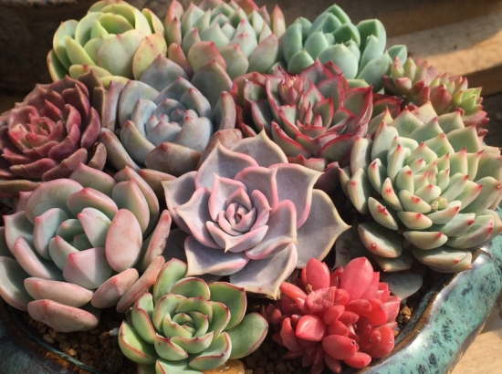 多肉冬季如何养护：根据习性，安排适宜的养护方式