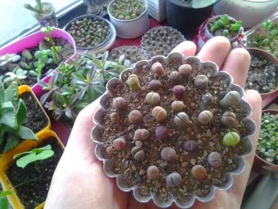 多肉冬季如何养护：根据习性，安排适宜的养护方式