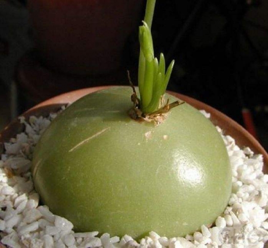 多肉冬季如何养护：根据习性，安排适宜的养护方式