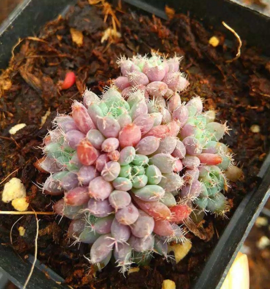 多肉冬季如何养护：根据习性，安排适宜的养护方式