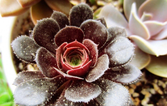 多肉冬季如何养护：根据习性，安排适宜的养护方式