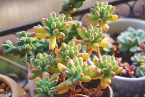 多肉冬季如何养护：根据习性，安排适宜的养护方式