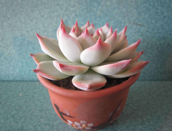 多肉冬季如何养护：根据习性，安排适宜的养护方式