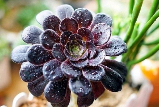 多肉冬季如何养护：根据习性，安排适宜的养护方式