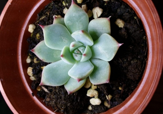 多肉冬季如何养护：根据习性，安排适宜的养护方式