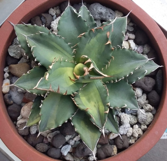 多肉冬季如何养护：根据习性，安排适宜的养护方式