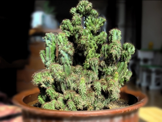 多肉冬季如何养护：根据习性，安排适宜的养护方式