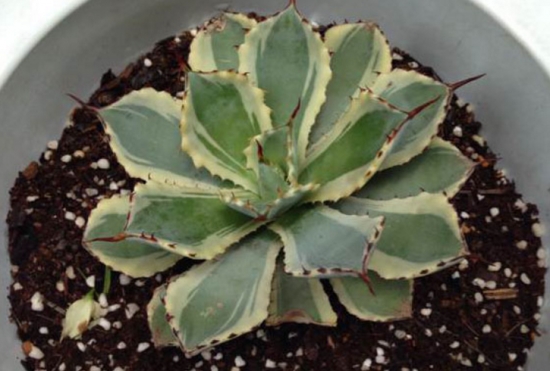 多肉冬季如何养护：根据习性，安排适宜的养护方式