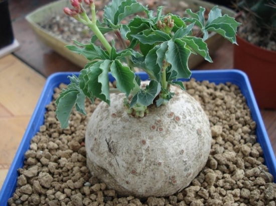 多肉冬季如何养护：根据习性，安排适宜的养护方式