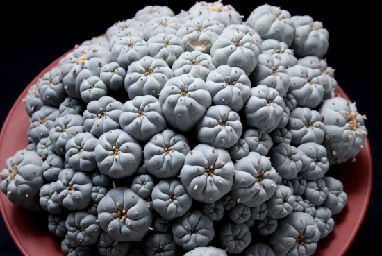 多肉冬季如何养护：根据习性，安排适宜的养护方式