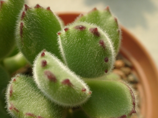 20种好看又好养的多肉植物