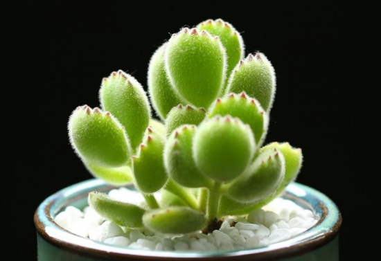 20种好看又好养的多肉植物