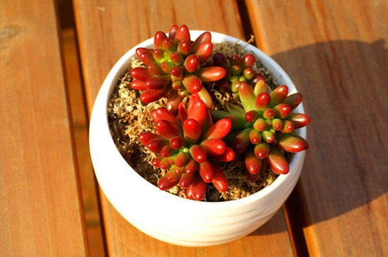 20种好看又好养的多肉植物