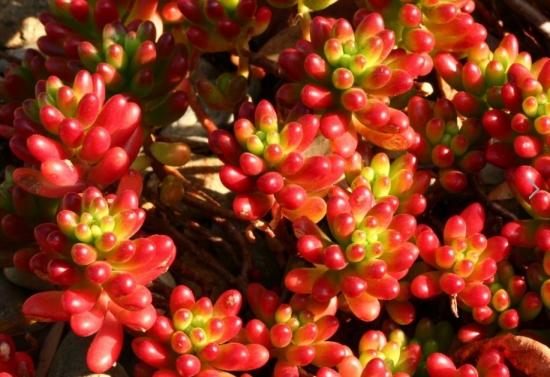 20种好看又好养的多肉植物