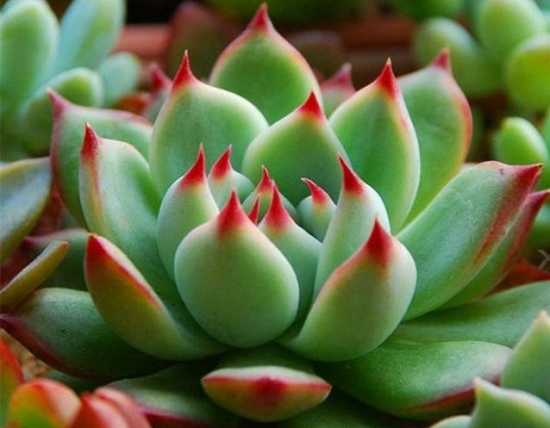 20种好看又好养的多肉植物