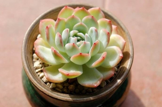 20种好看又好养的多肉植物
