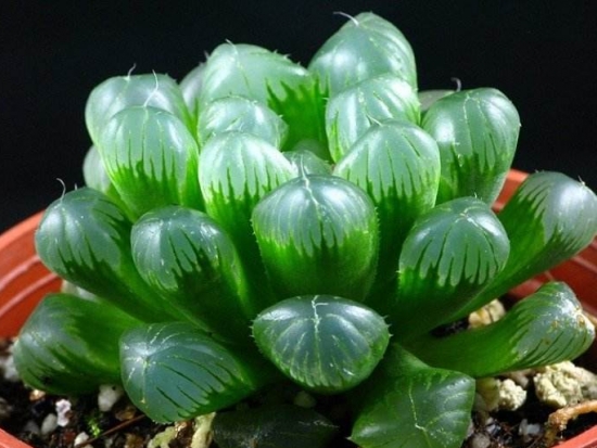 20种好看又好养的多肉植物