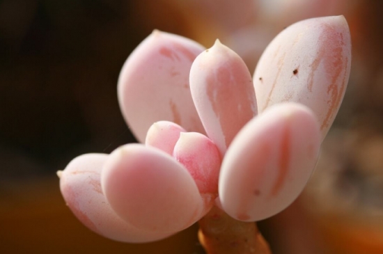 20种好看又好养的多肉植物