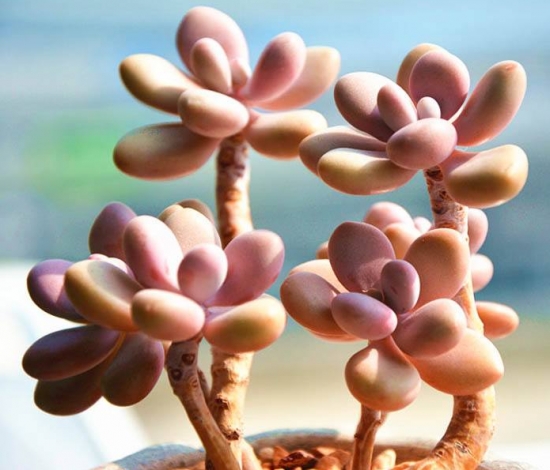 20种好看又好养的多肉植物