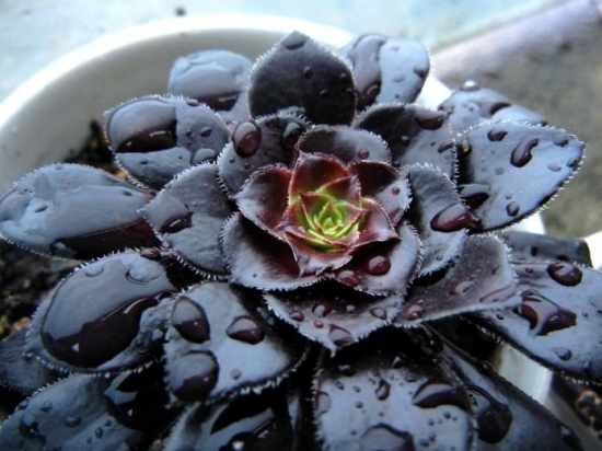 20种好看又好养的多肉植物