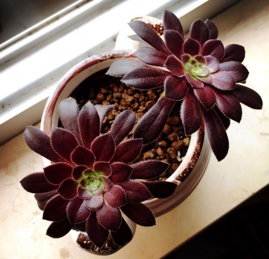 20种好看又好养的多肉植物