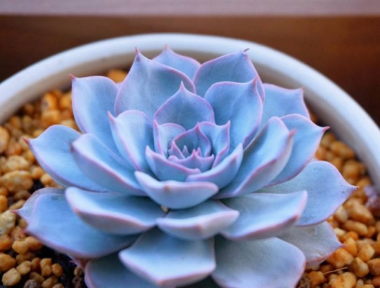 20种好看又好养的多肉植物