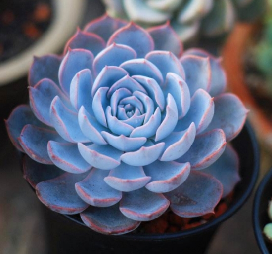 20种好看又好养的多肉植物