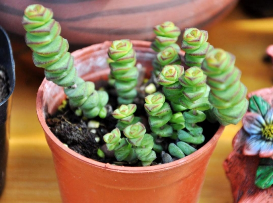 20种好看又好养的多肉植物