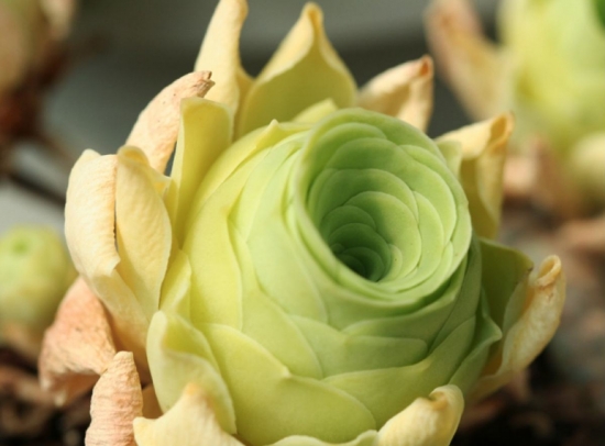 20种好看又好养的多肉植物