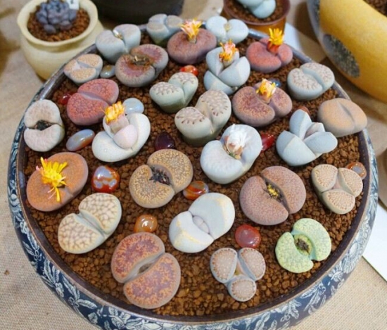 20种好看又好养的多肉植物