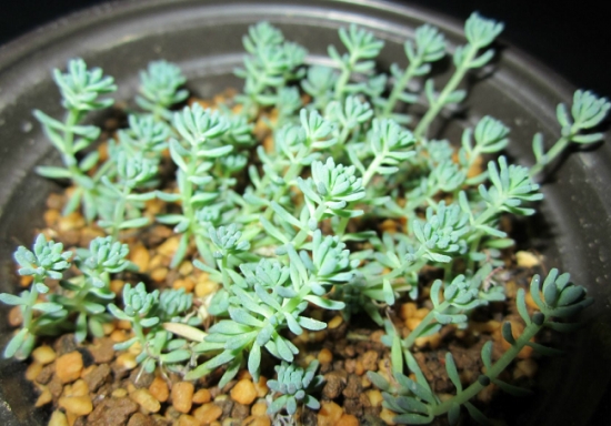 20种好看又好养的多肉植物