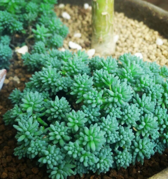 20种好看又好养的多肉植物