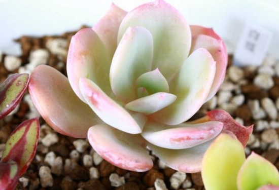 20种好看又好养的多肉植物