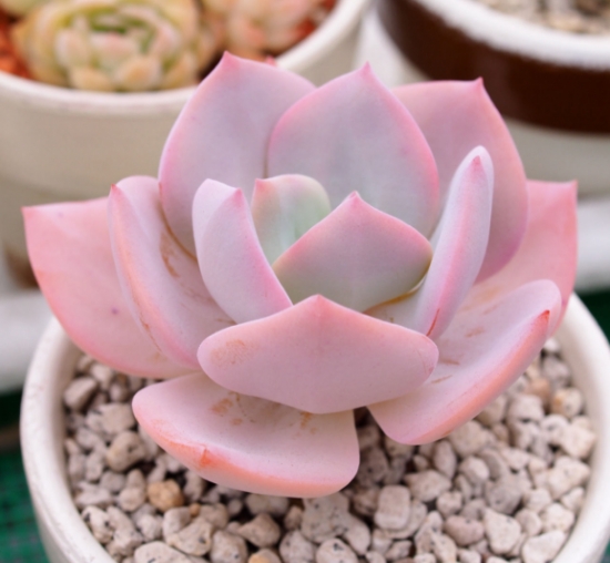 20种好看又好养的多肉植物