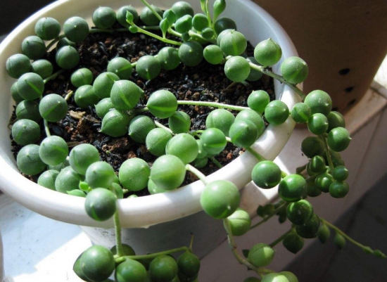 20种好看又好养的多肉植物