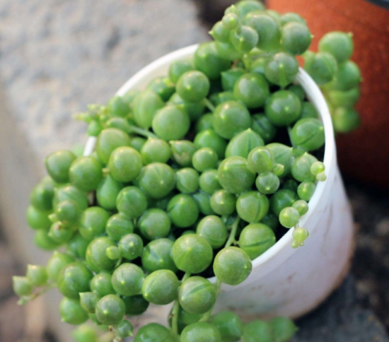 20种好看又好养的多肉植物