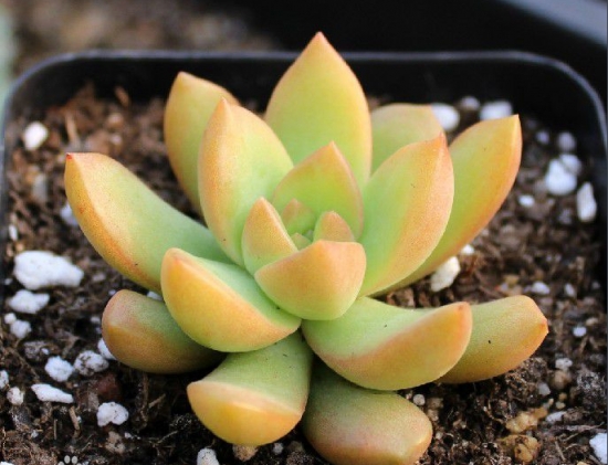 20种好看又好养的多肉植物