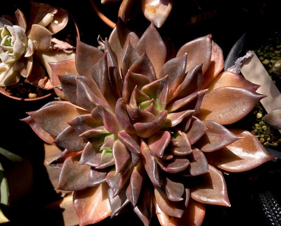 20种好看又好养的多肉植物