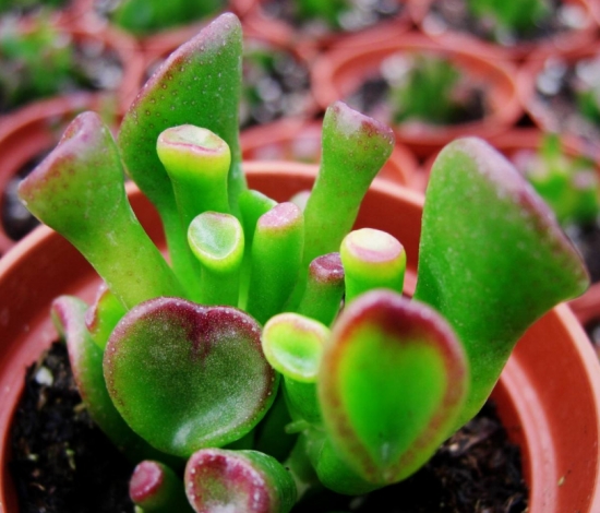 20种好看又好养的多肉植物