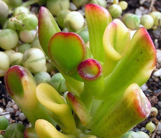 20种好看又好养的多肉植物