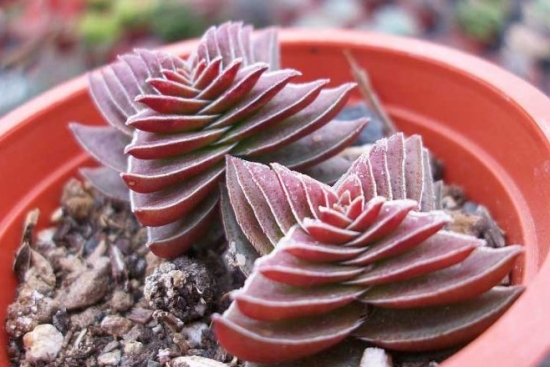 20种好看又好养的多肉植物