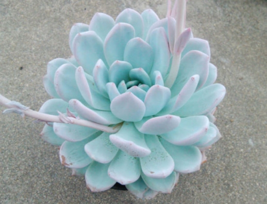 20种好看又好养的多肉植物