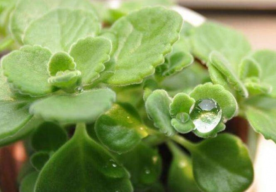 哪些多肉可以吃