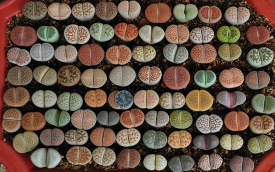 哪些多肉可以吃