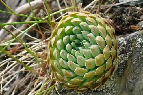 哪些多肉可以吃