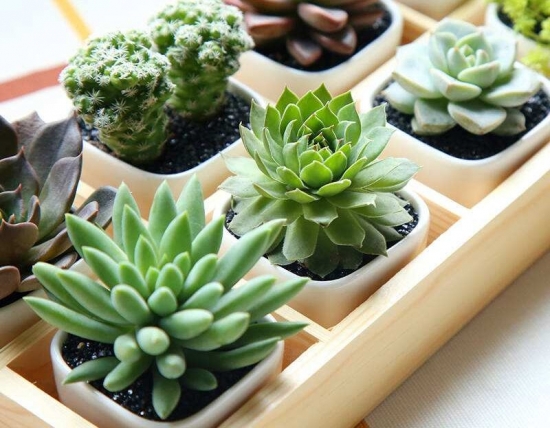 多肉植物急救办法，赶紧收藏！