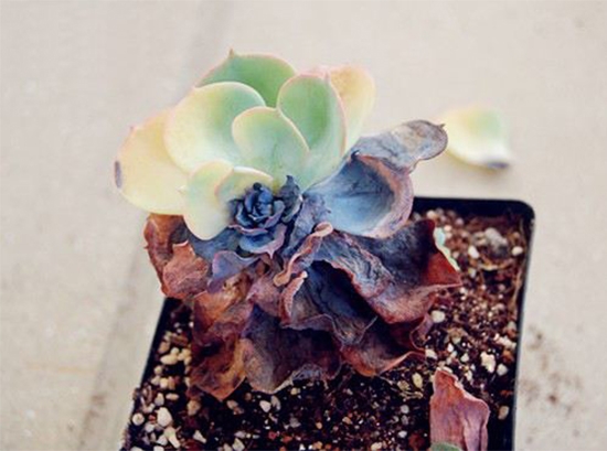 多肉植物急救办法，赶紧收藏！