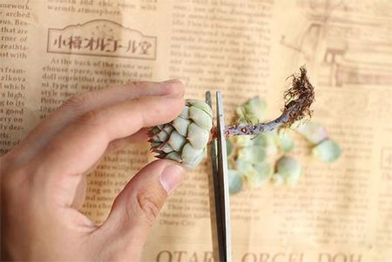 多肉植物急救办法，赶紧收藏！