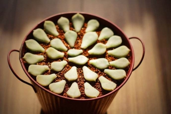 多肉植物急救办法，赶紧收藏！